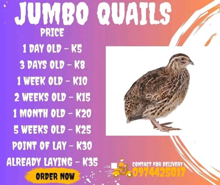 1 day old Quails