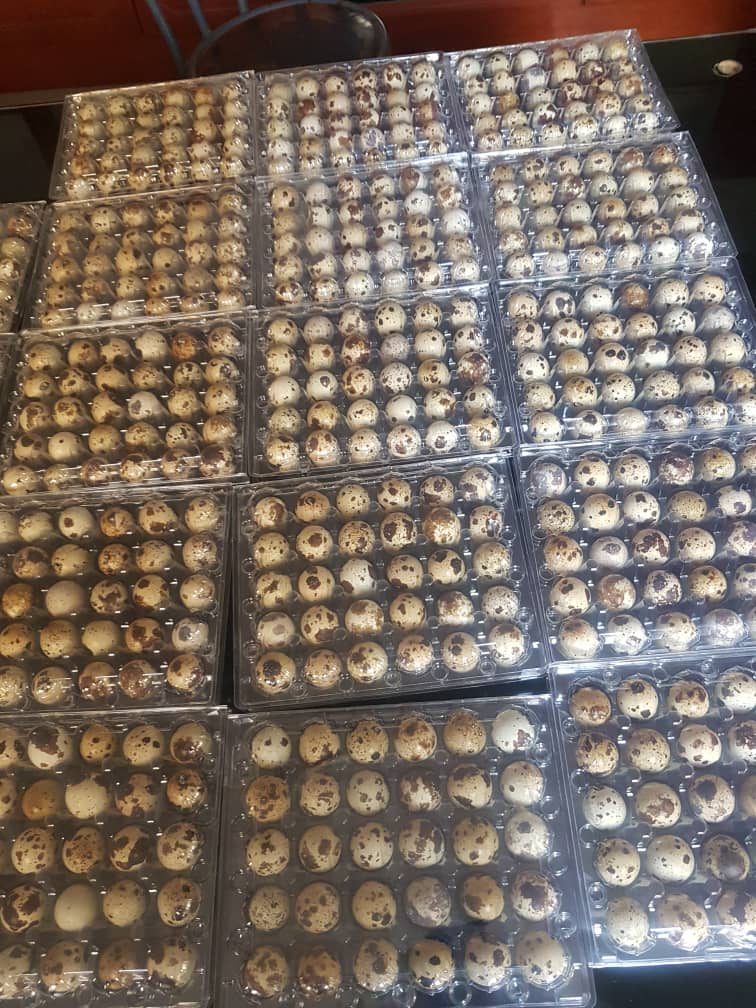Fresh quail eggs